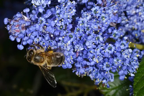 Ceanothus griseus (Yankee Point or Carmel ceanothus), a species of flowering shrub in the family Rhamnaceae

